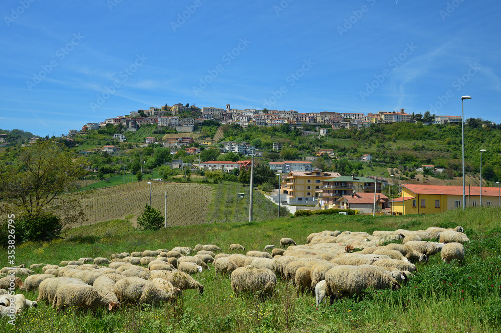 Obraz premium Grazing sheep in the countryside of Montefusco, a town in the province of Avellino