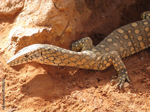 Australian monitor lizard photo