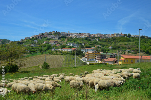 Grazing sheep in the countryside of Montefusco, a town in the province of Avellino