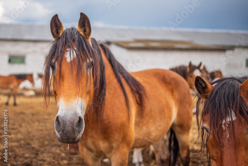 Horses graze on a farm in the corral. Photographed close-up. © shymar27