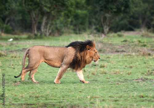 The lion king on the walk, Masai Mara © Dr Ajay Kumar Singh