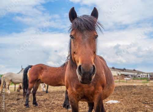 Horses graze on a farm in the corral. Photographed close-up. © shymar27