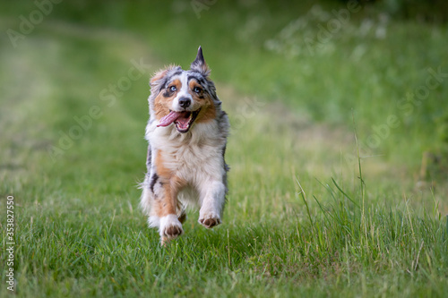 Dog australian shepherd blue merle running fast on german inner border shallow depth of field