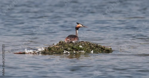 grèbe huppé (podiceps cristatus) sur son nid