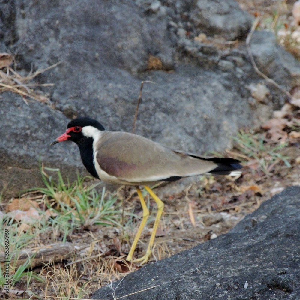 Red-wattled Lapwing Red-wattled Lapwing
