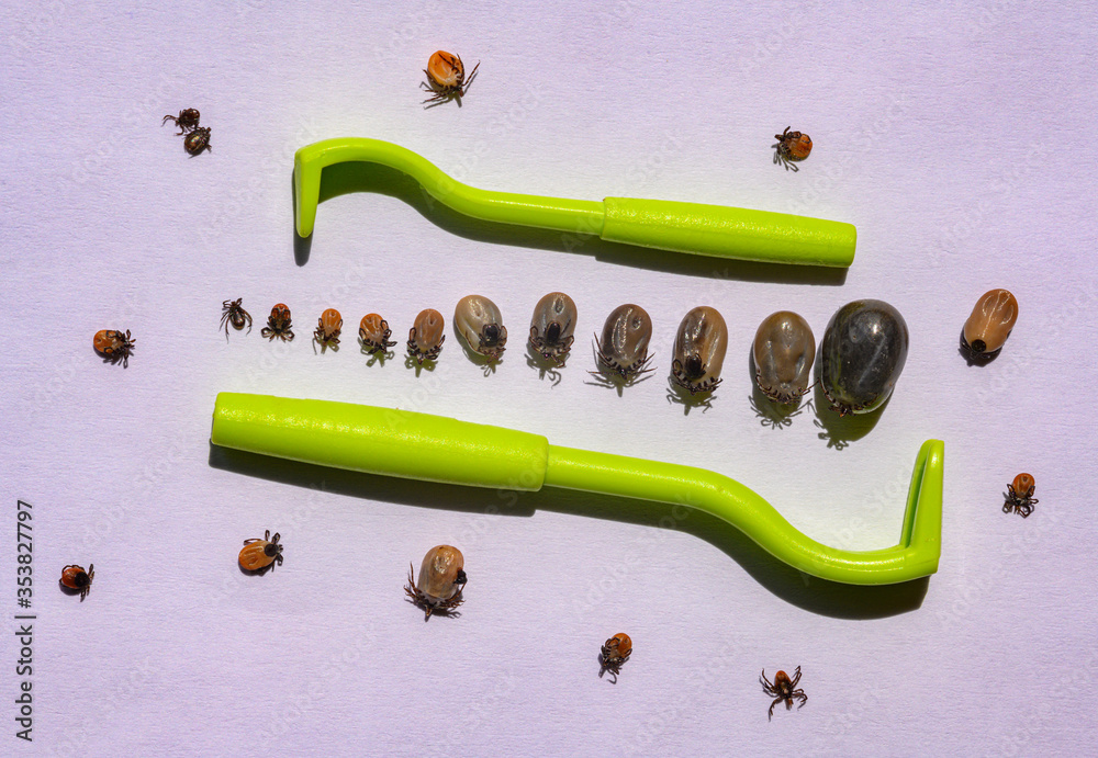 Common wood tick Ticks in various stages removed from dog with tick hook, fully sucked ticks