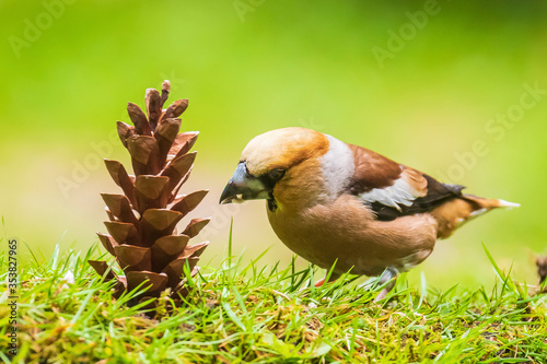 Closeup of a hawfinch male Coccothraustes coccothraustes bird feeding of a pinecone