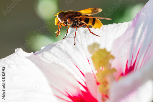 Volucella zonaria, hornet mimic hoverfly, closeup pollinating