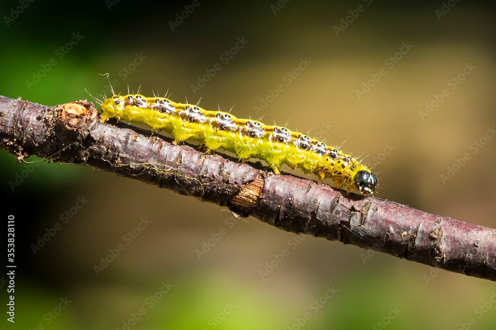 Fototapeta premium Box tree moth caterpillar, Cydalima perspectalis, closeup feeding