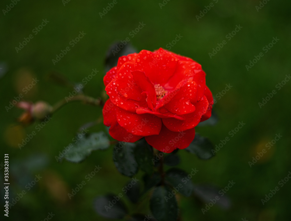 Bright Red Fresh Maidy Rose Buds.Reimer Kordes in the botanical garden in summer Bright Red Fresh Maidy Rose Buds.Reimer Kordes in the botanical garden in summer