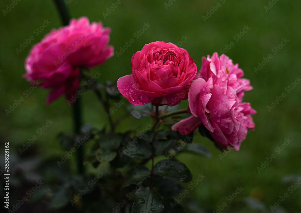 tender pink fresh blooming rose buds of Paul Nero in the summer botanical garden