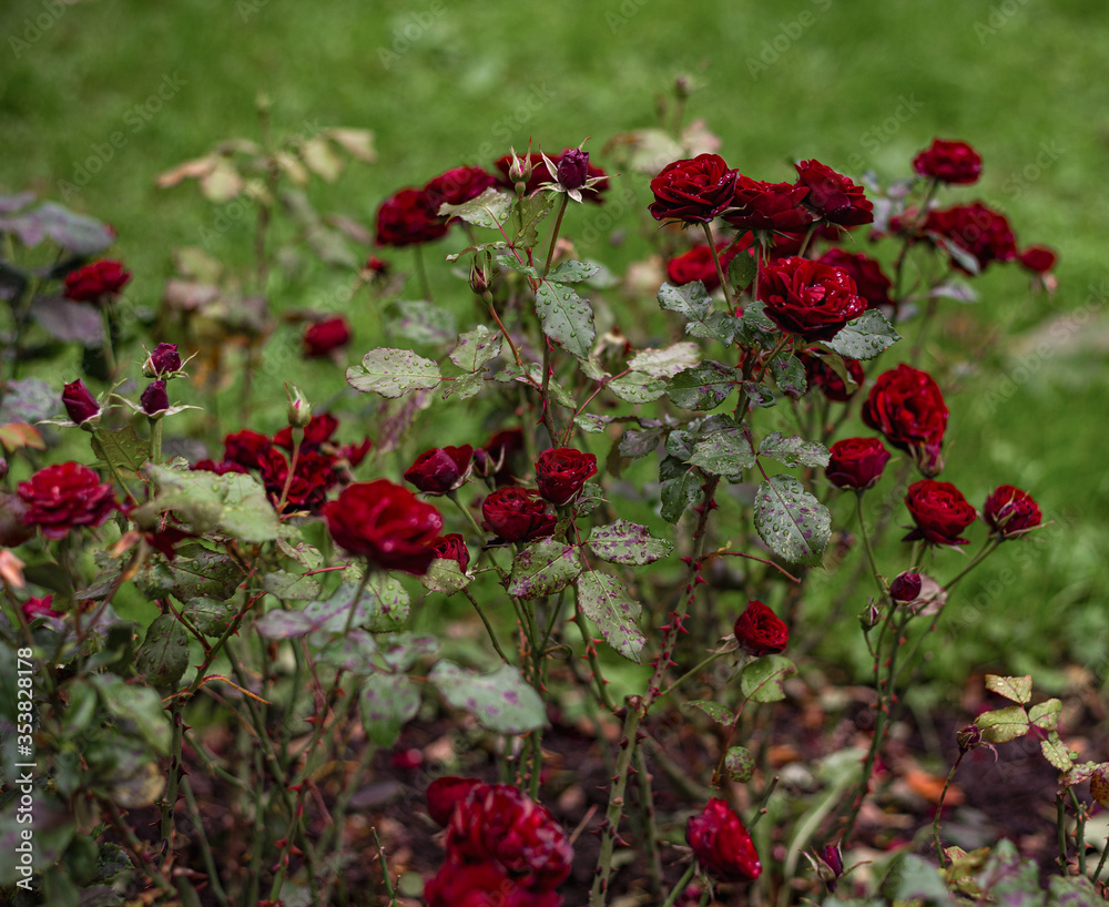 blooming dark red bushes of a baby Baccarat rose in the summer afternoon in the garden