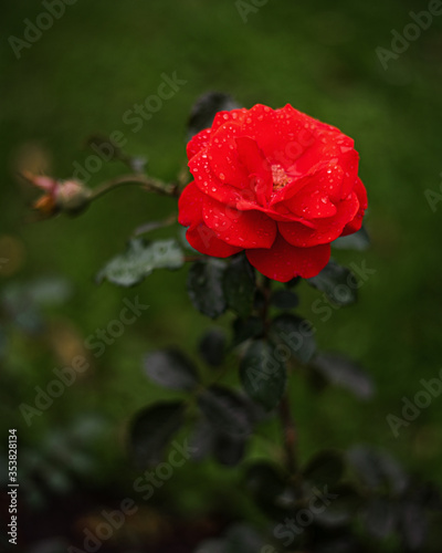 Bright Red Fresh Maidy Rose Buds.Reimer Kordes in the botanical garden in summer