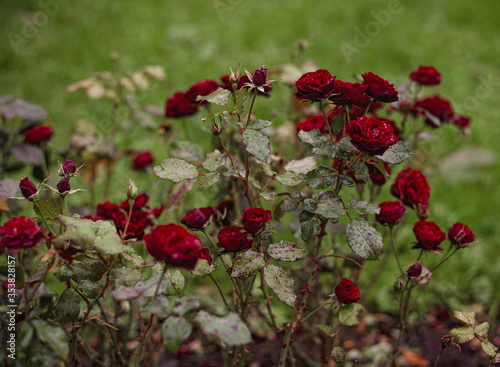 blooming dark red bushes of a baby Baccarat rose in the summer afternoon in the garden