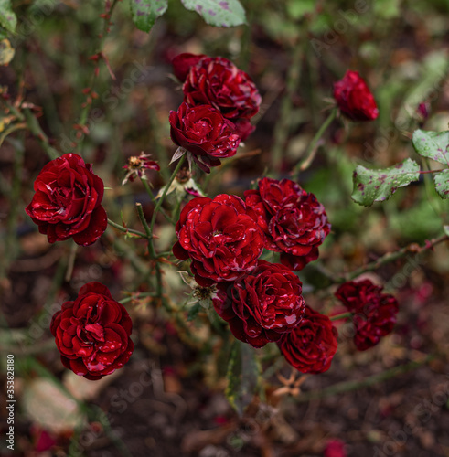 blooming dark red bushes of a baby Baccarat rose in the summer afternoon in the garden