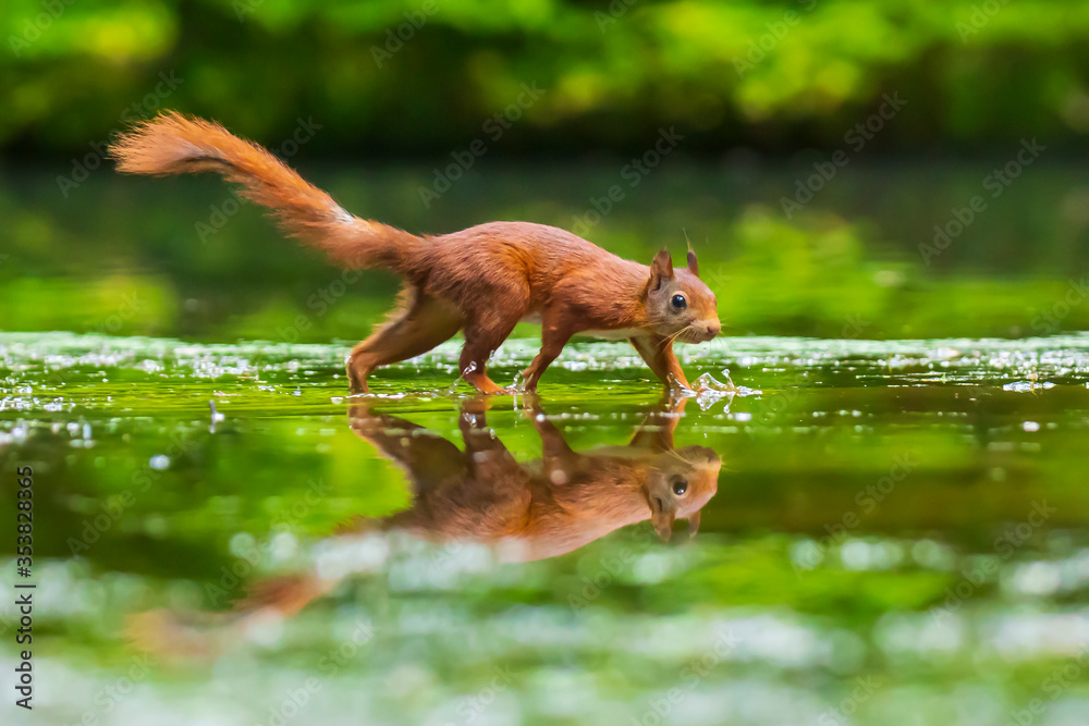 Closeup of a wild Eurasian red squirrel, Sciurus vulgaris, eating, foraging in shallow water in forest. Beautiful sunlight colors and reflection