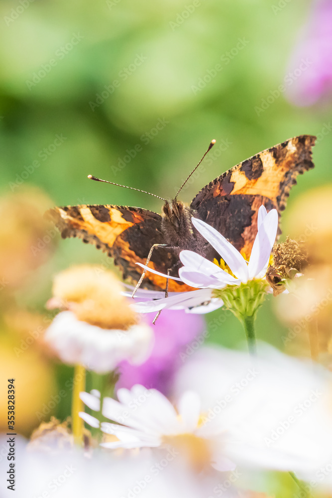 Obraz premium Aglais urticae small tortoiseshell butterfly top view spread wings isolated by nature