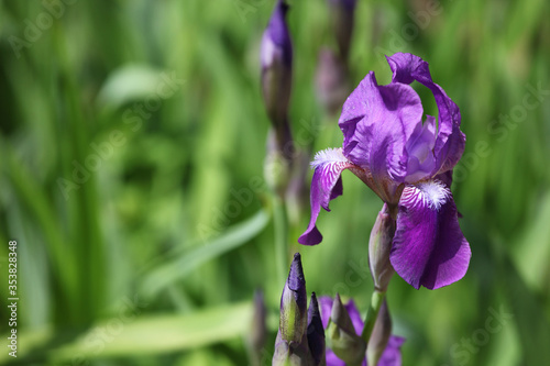 image of iris flower field background 