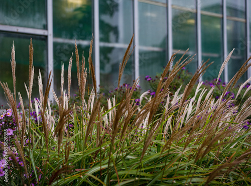 many different summer greens and flowering plants on the background of the window photo