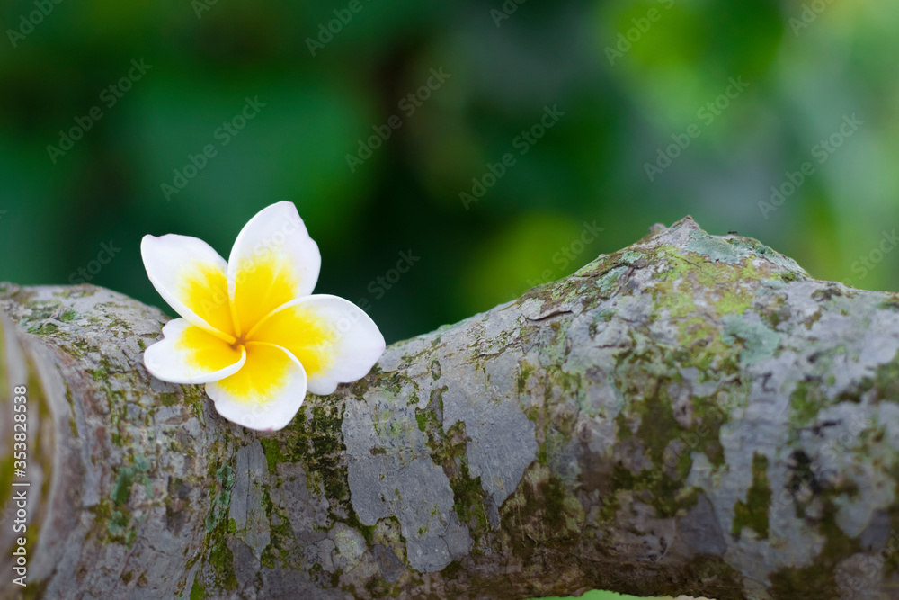 Plumeria is a genus of flowering plants in the family Apocynaceae. Most  species are deciduous shrubs or small trees. The species variously are  endemic to Mexico, Central America and the Caribbean. foto
