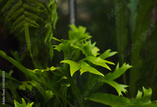 large green leaves of fern deer horn, Platycerium