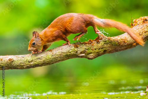 Curious Eurasian red squirrel, Sciurus vulgaris, running and jumping through trees in a forest © Sander Meertins