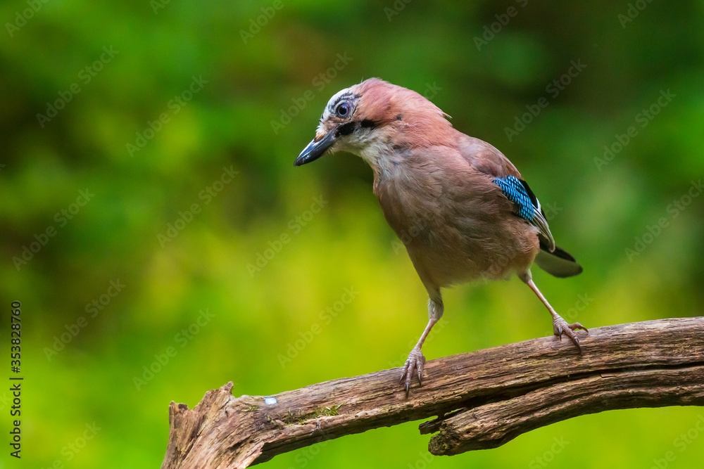 Obraz premium Eurasian jay Garrulus glandarius bird perched in a forest tree
