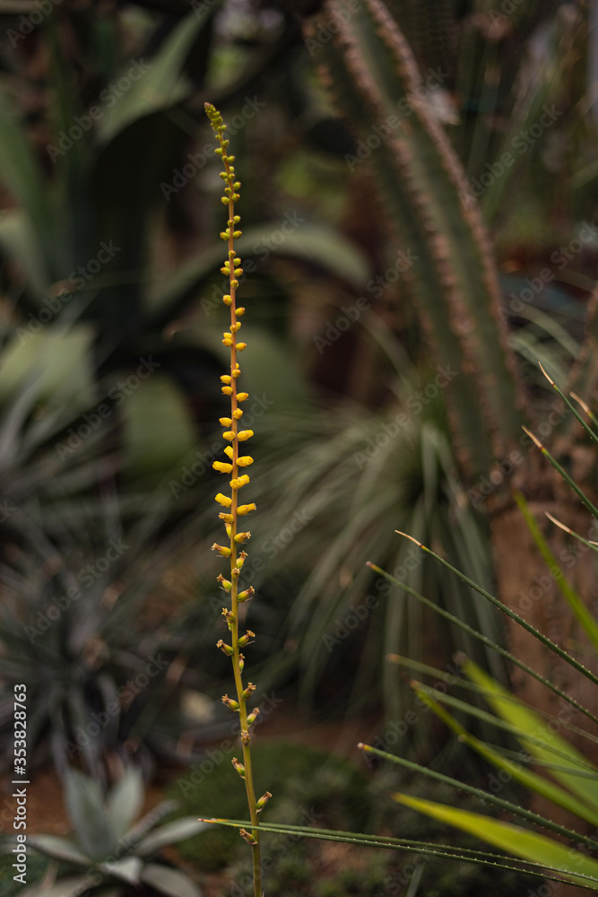 thin spikelet with yellow flowers Buzulnik Vicha thin spikelet with yellow flowers Buzulnik Vicha