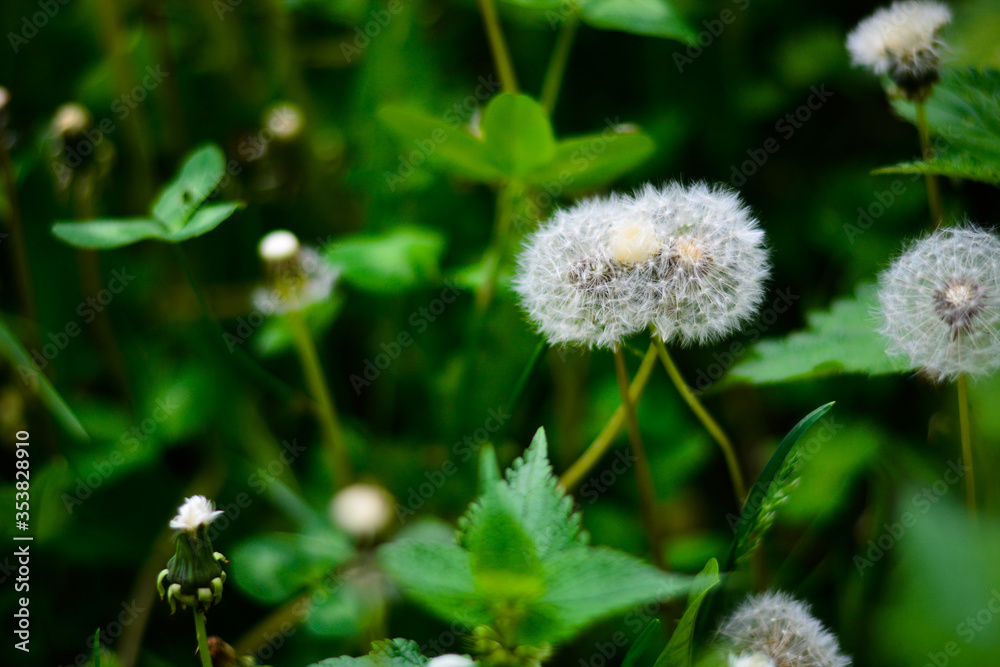 Siamese old dandelions on the field with nettle and other dandelions Siamese old dandelions on the field with nettle and other dandelions