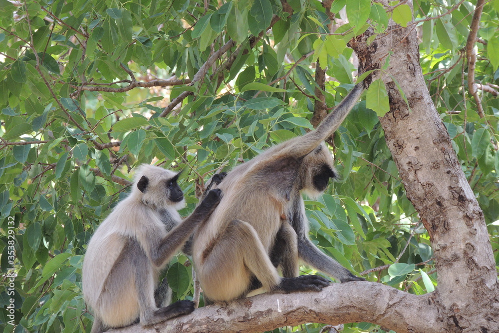 Very Funny Langur Monkeys