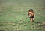 Lion in the grassland of Masai Mara