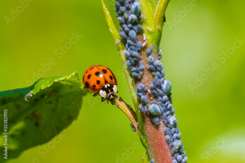 Ladybug or ladybird insect feeding on Aphid