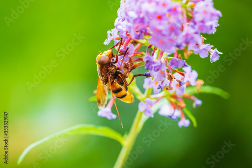 Volucella zonaria, hornet mimic hoverfly, feeding on purple Buddleja davidii photo