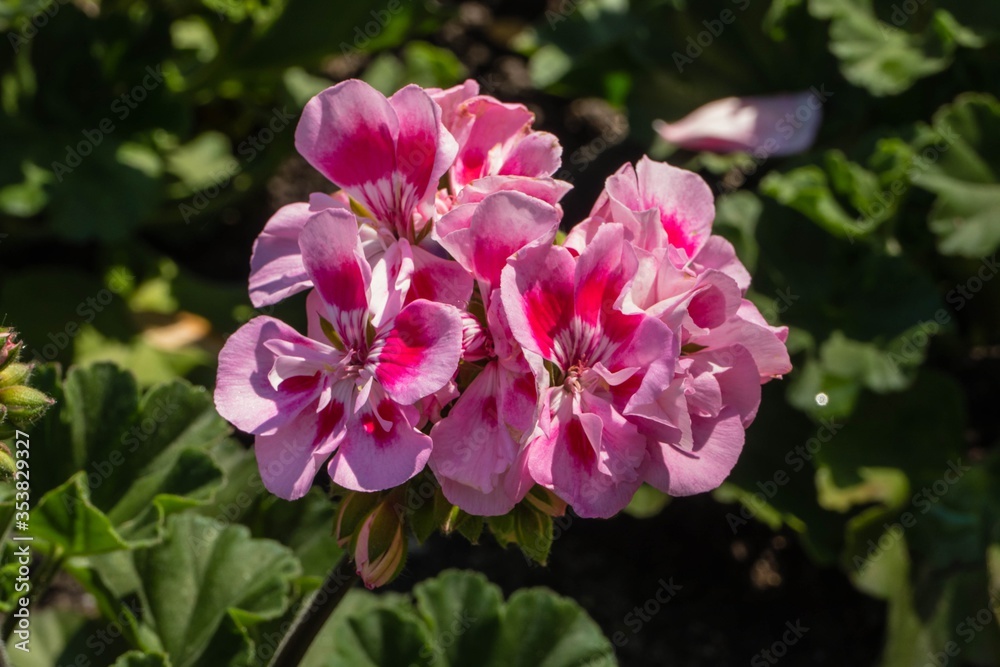 Pink Pelargonium Pink Pelargonium
