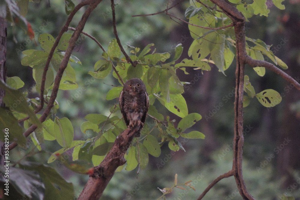 Jungle Owlet