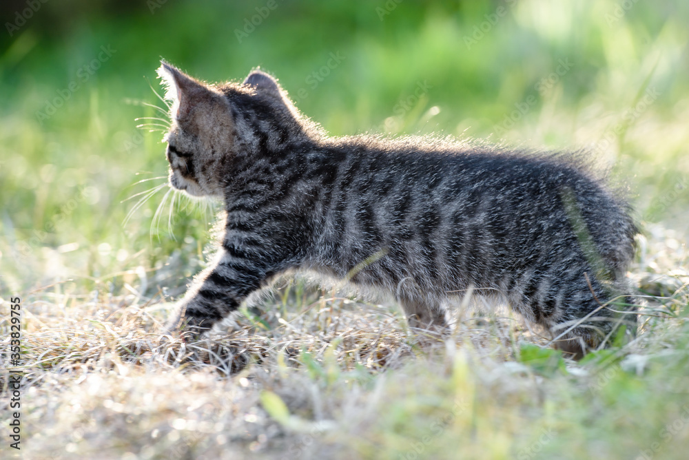 small kitten walks in the green grass on the lawn