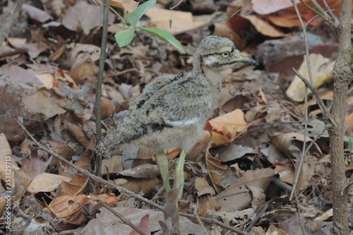 Indian Thick-knee Chick