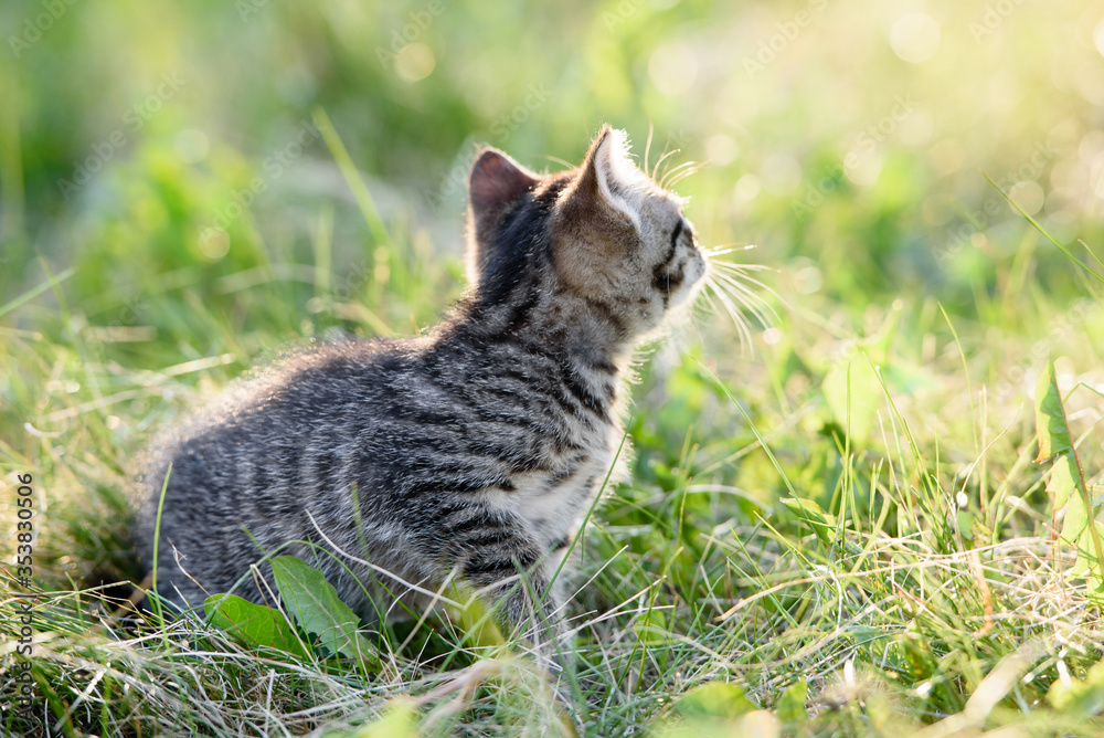 A small charming kitten walks on the green grass