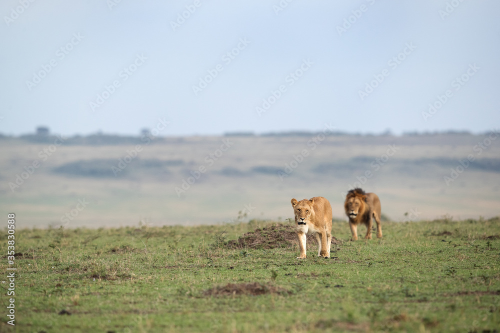 Lion pair moving in the grassland of Masai Mara Lion pair moving in the grassland of Masai Mara