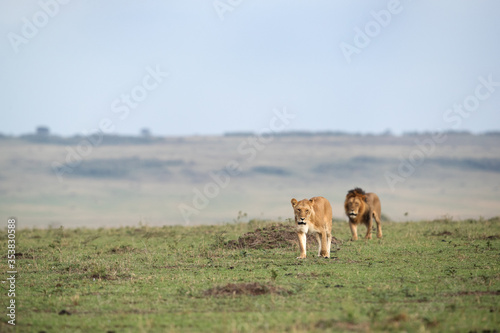 Lion pair moving in the grassland of Masai Mara © Dr Ajay Kumar Singh
