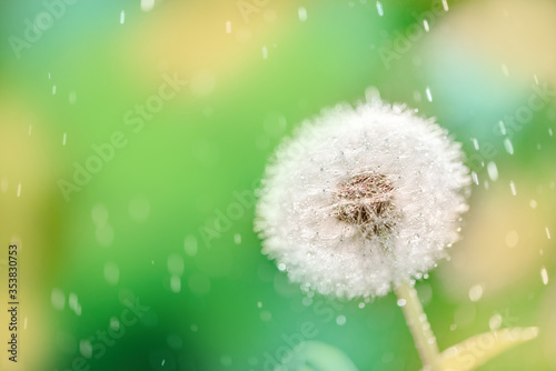 Macro dew drops on dandelion seeds. on a sunny summer day. field in the park.Beautiful green blur bokeh background.square size