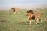Two Lion moving in the grassland of Masai Mara