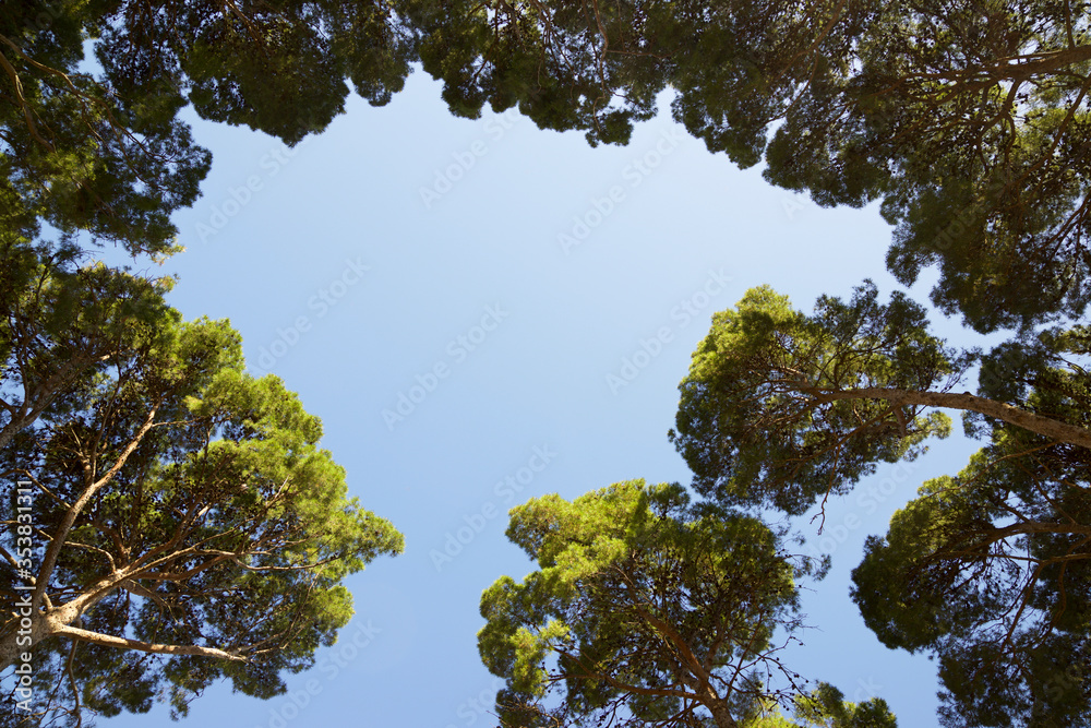 Obraz premium Trees in a park