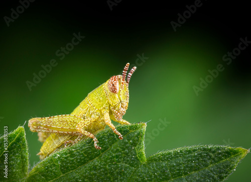 Beautiful baby grasshopper in a green leaf