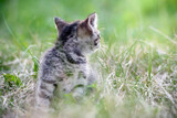 A small charming kitten on the background of a green lawn