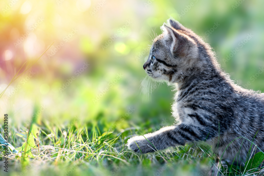 small kitten walks in the green grass on the lawn