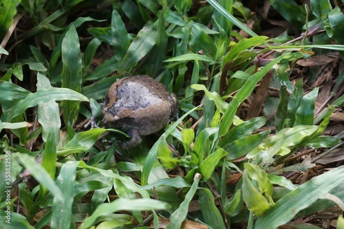 Bullfrog on the grass tried to inflate to a bigger size to frighten enemies.