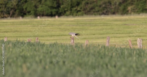 busard cendré (circus pygargus) mangeant une proie sur un piquet