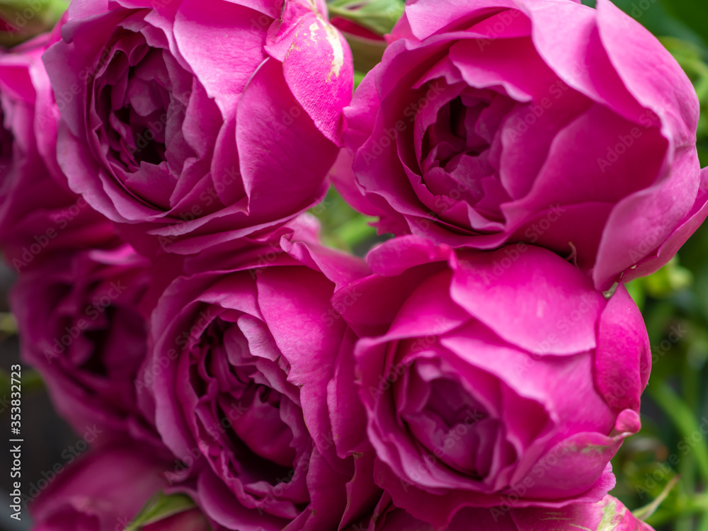 Beautiful rose Bush roses, wedding flowers close-up. Beautiful rose Bush roses, wedding flowers close-up.