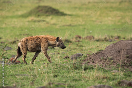 Hyena in Savannah Masai Mara